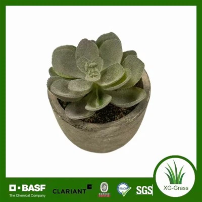 Élethű Mini Succulent Art